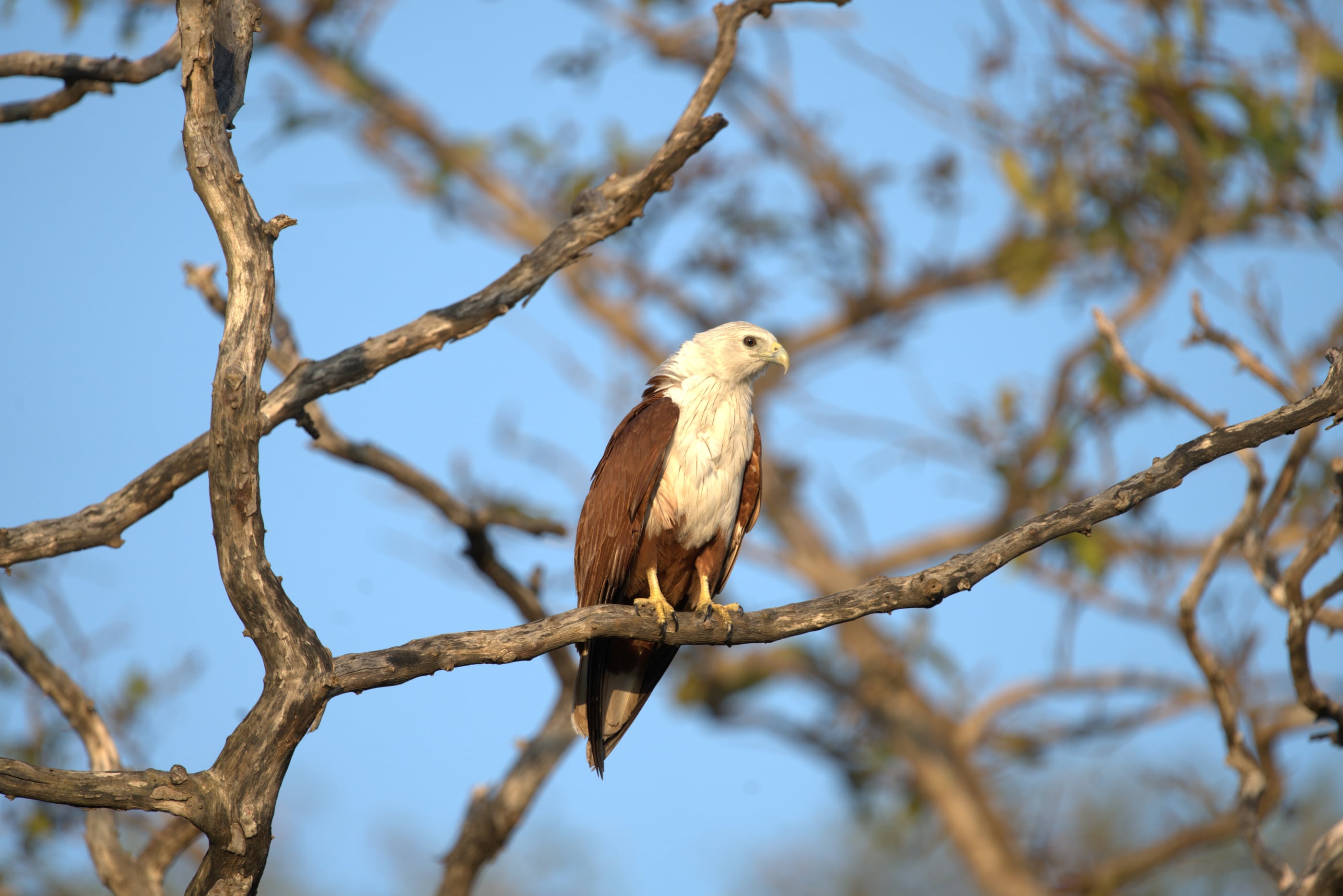 A brahminy kite perched against open sky over Kumana National Park