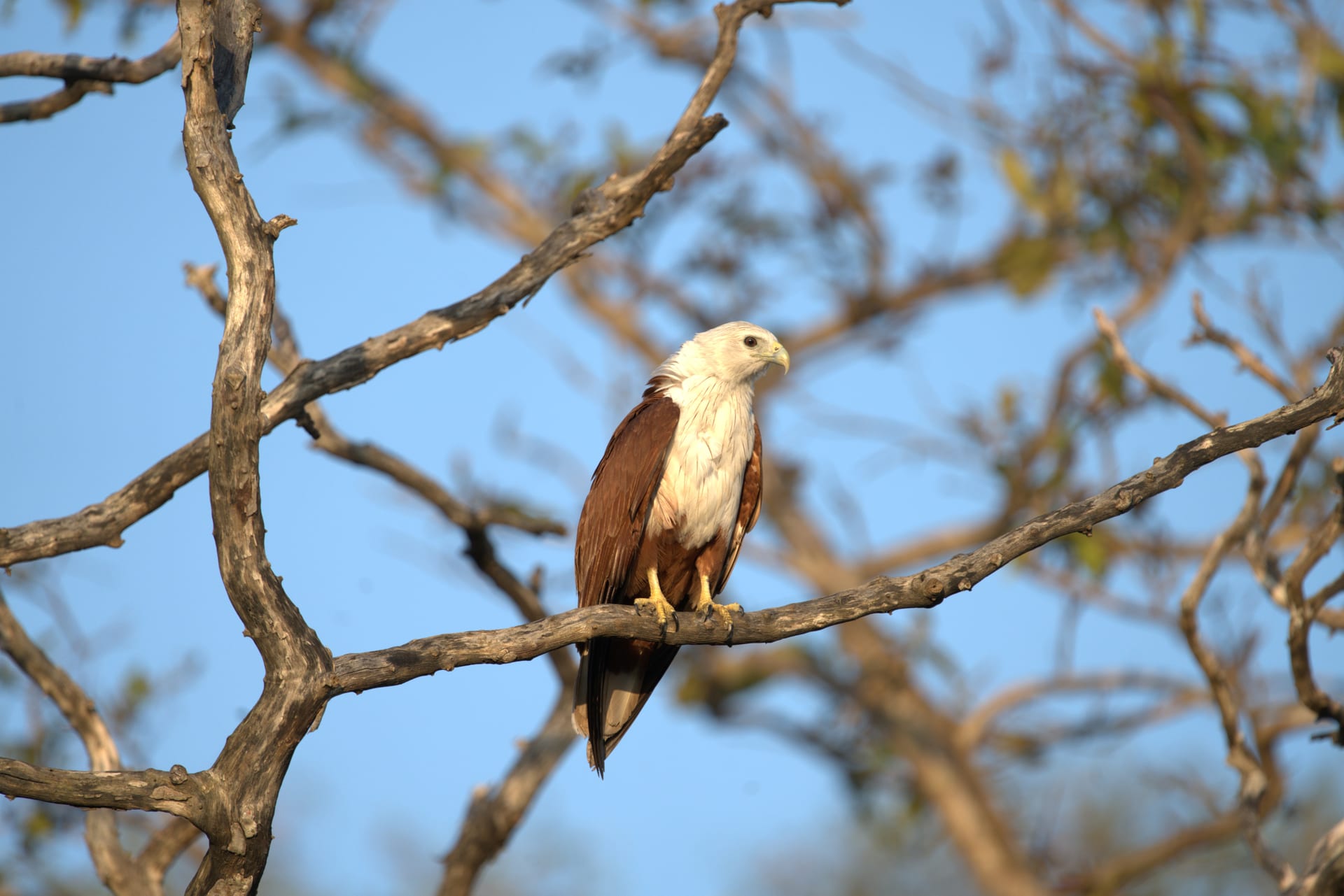 A brahminy kite perched in a bare tree against blue sky at Kumana National Park