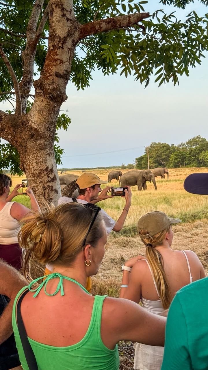 Guests watching elephants from a safari jeep in Kumana National Park